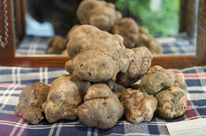 Immagine Tartufo 2012 064