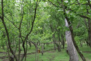 bosco di alberi di nocciole (1)